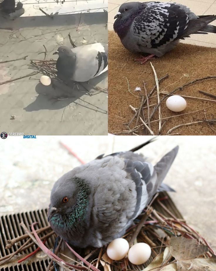 Sparrow tweet media