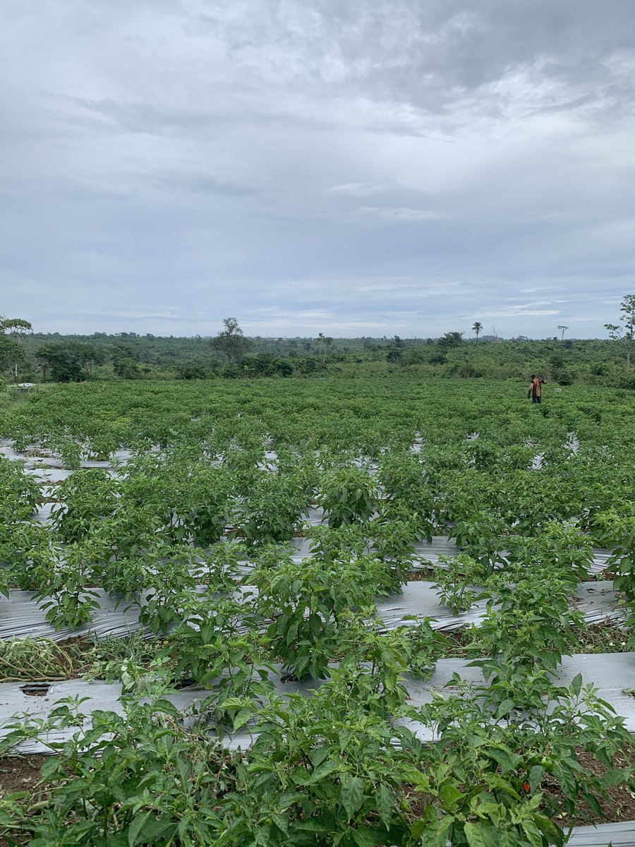 AishahAyilara's tweet photo. Our open field habanero is cooking nicely😊✨. https://t.co/PAwCYw2IEn