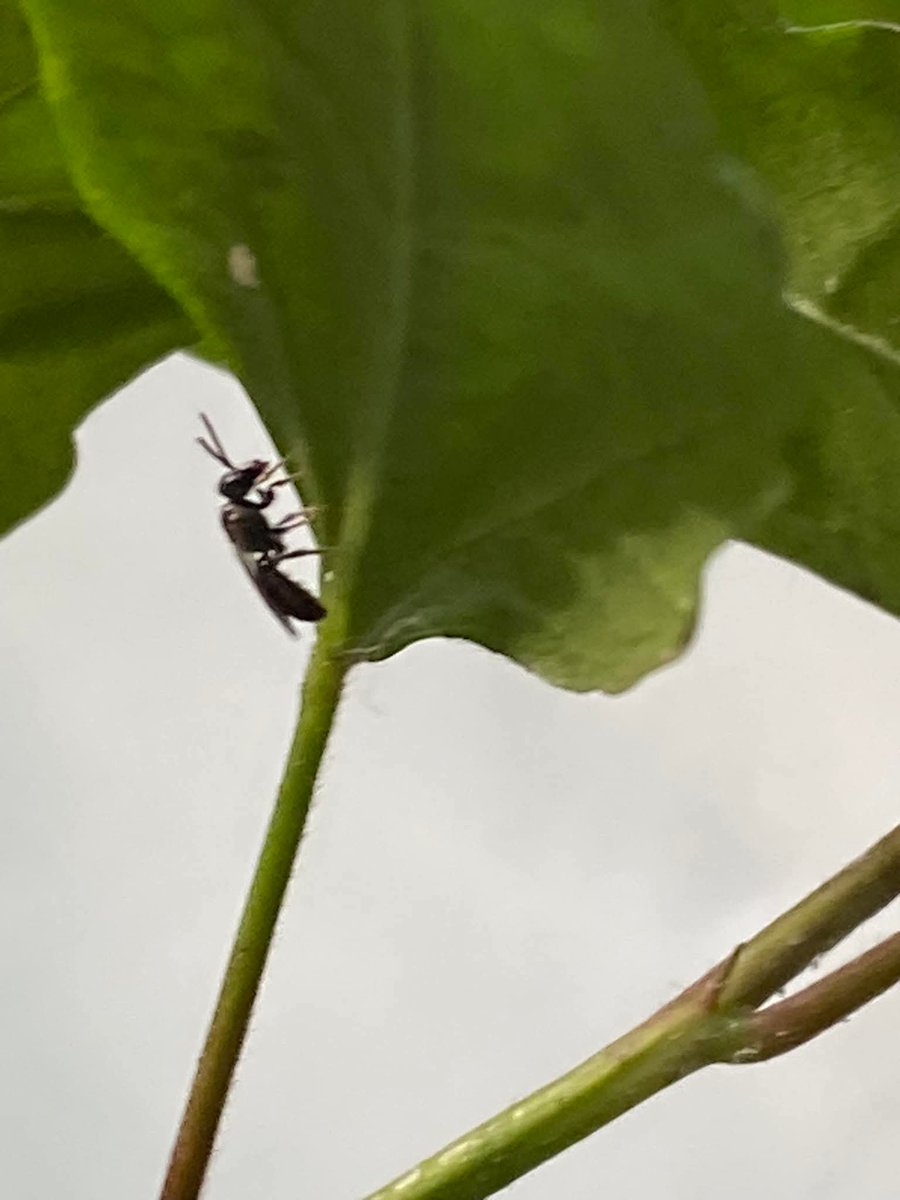 lightseekerusha's tweet photo. A tiny visitor beneath the green,
resting where the world turns quiet.
Perhaps stillness is simply learning
to pause exactly where you are. 🌿

#NatureDiary #SmallWonders #QuietMoments #NatureStillness https://t.co/ojToBwvcDO