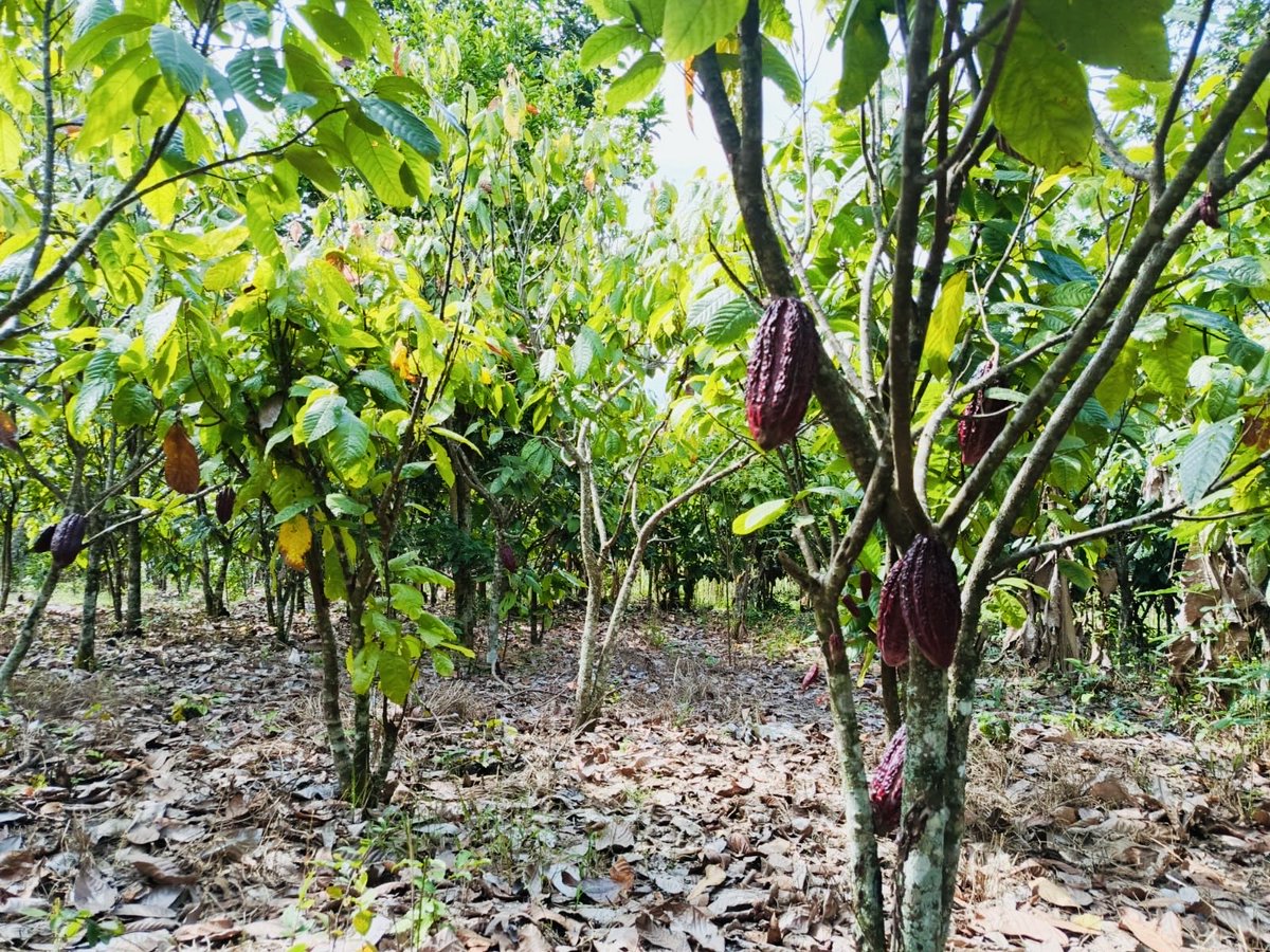 Agricultura_CZ7's tweet photo. #Loja | Con el objetivo de fortalecer e incrementar la productividad del cacao en el cantón #Pindal, técnicos del Proyecto PIDARA brindan asistencia técnica a los productores en el manejo del cultivo, enfocándose en el control de enfermedades y la adecuada fertilización. https://t.co/o3EgJ3psi9