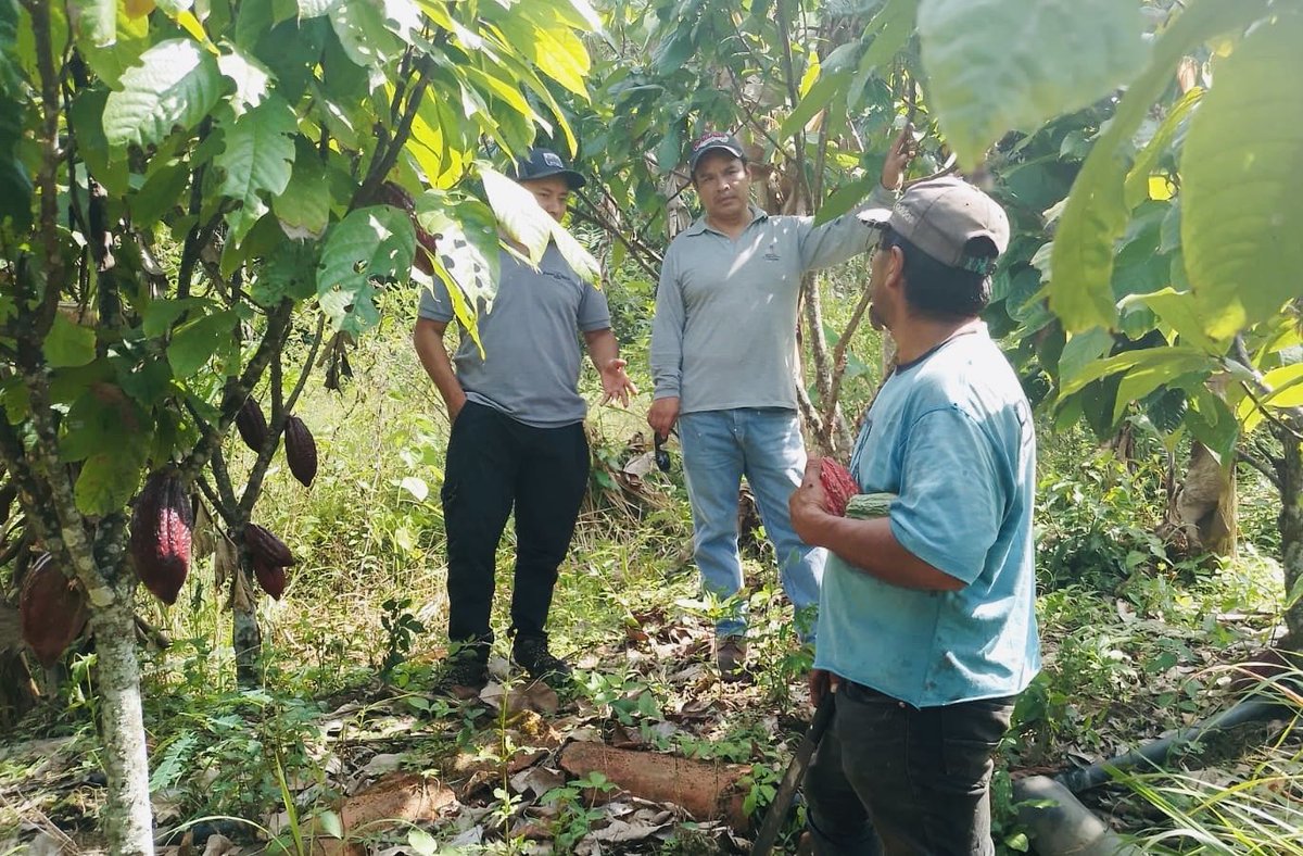 Agricultura_CZ7's tweet photo. #Loja | Con el objetivo de fortalecer e incrementar la productividad del cacao en el cantón #Pindal, técnicos del Proyecto PIDARA brindan asistencia técnica a los productores en el manejo del cultivo, enfocándose en el control de enfermedades y la adecuada fertilización. https://t.co/o3EgJ3psi9