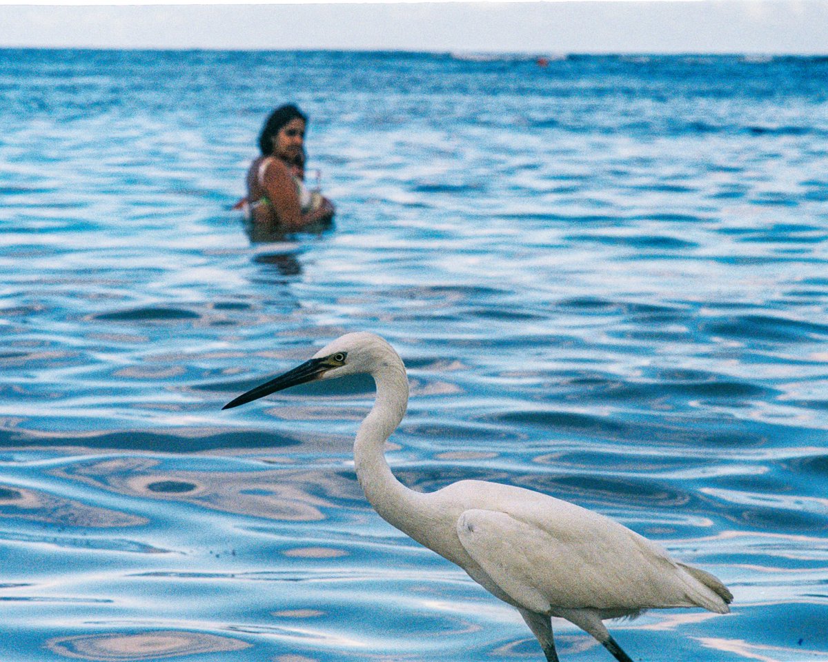 drfhowley's tweet photo. Vidas diversas,
Refresca piel y plumas,
Cálido brota.

Foto tomada hace meses, análoga con una Minolta x700 y un rollo Fuji 400 que se me olvidó revelar. La garceta en la playa, conviviendo entre los bañistas, un espectáculo que no pude ignorar. https://t.co/jEMKfG7tEB