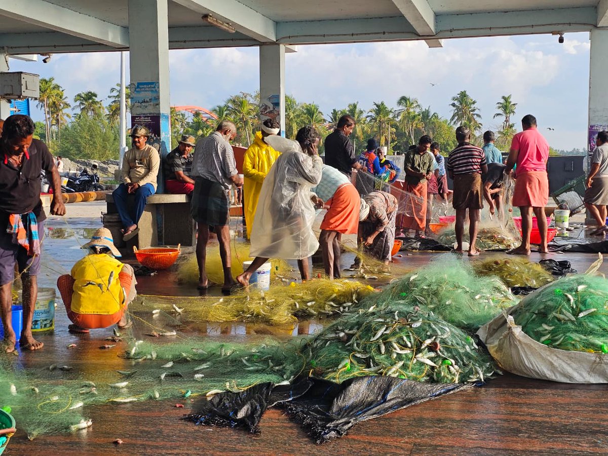Anand02908794's tweet photo. 🌧️ After weeks of heat, seasonal rains along the West Coast of India are bringing back one of the region's most iconic marine spectacles—the return of sardines.

A reminder of how closely ocean productivity, weather, and coastal livelihoods are connected. 🌊🐟

#WestCoastIndia #Sardines #MarineScience #Fisheries #BlueEconomy #OceanHealth #CoastalLivelihoods #SustainableFisheries #IndianOcean #ArabianSea #ICARCMFRI #Monsoon #ClimateAndOcean #FoodSystems #OceanObservation 🌧️🌊🐟
📸Ullas Shankar