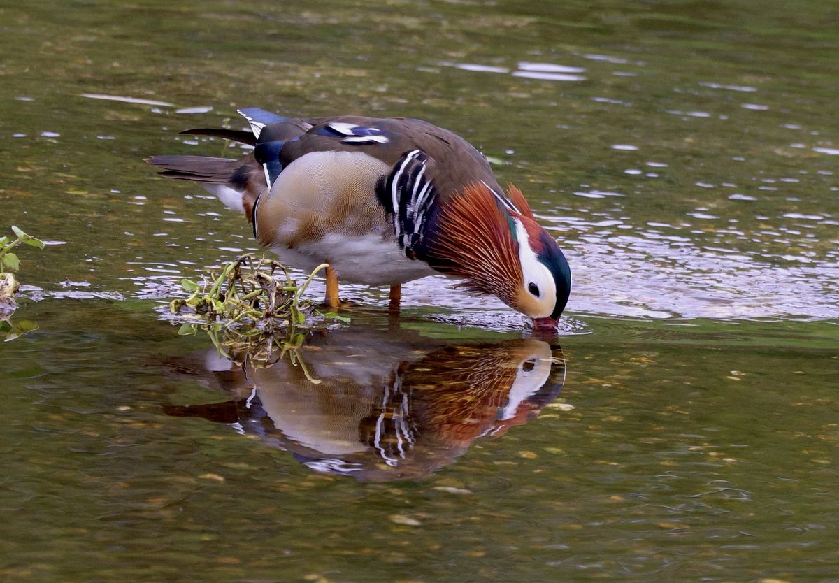 RoseNewbold's tweet photo. The vibrant male Mandarin reflects in the clear waters of Lemsford Springs. @HMWTBadger #hertsbirds https://t.co/bMAPZvPzRN