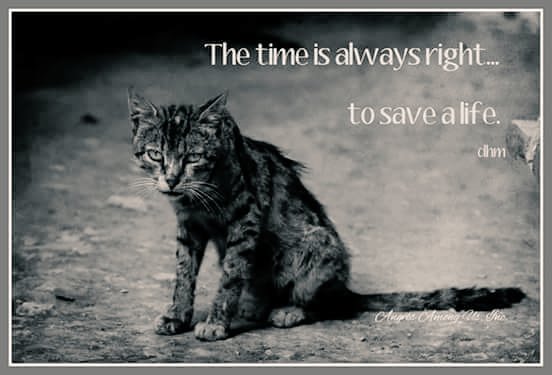 🌻Samson Cat🐱 tweet media