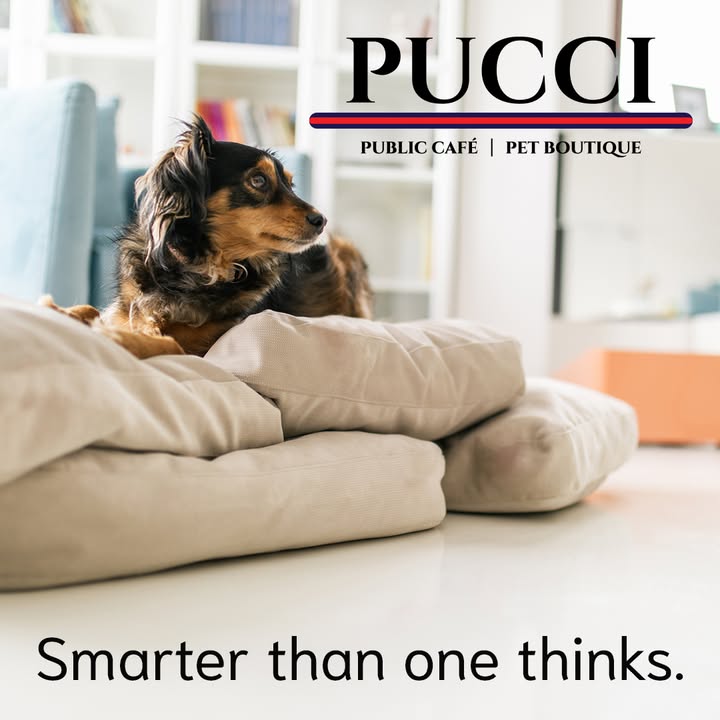 PUCCI Café tweet media