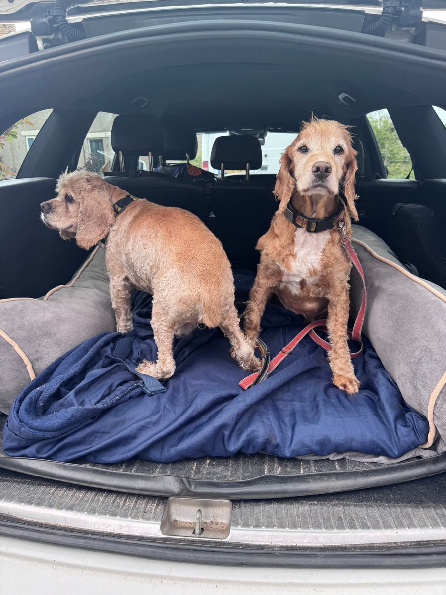 Super Spaniels tweet media