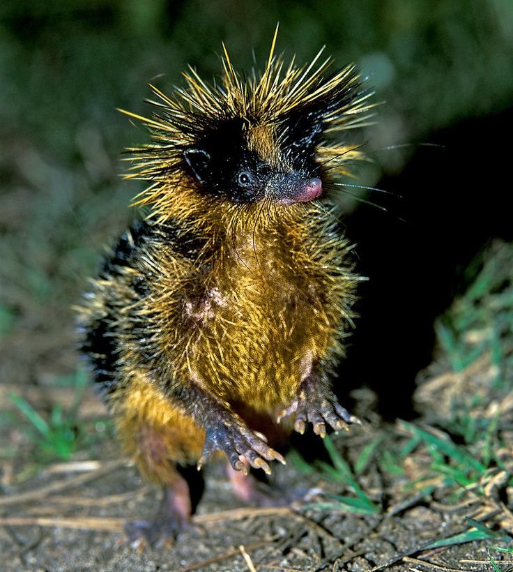 Strange_Animals's tweet photo. The lowland streaked tenrec is found in the rivers &amp; marshes of Madagascar. It has detachable and barbed quills like a porcupine.

(Photos flickr/hakoar) https://t.co/rB61c5tStF