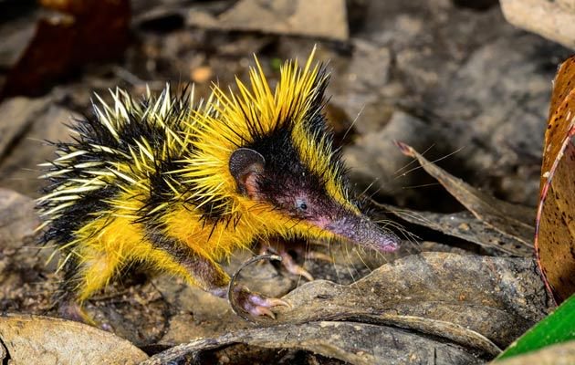 Strange_Animals's tweet photo. The lowland streaked tenrec is found in the rivers &amp; marshes of Madagascar. It has detachable and barbed quills like a porcupine.

(Photos flickr/hakoar) https://t.co/rB61c5tStF