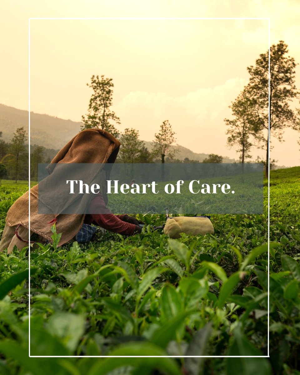 Tea & Herb Assoc Canada tweet media