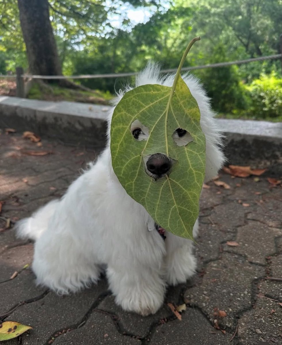 犬 tweet media