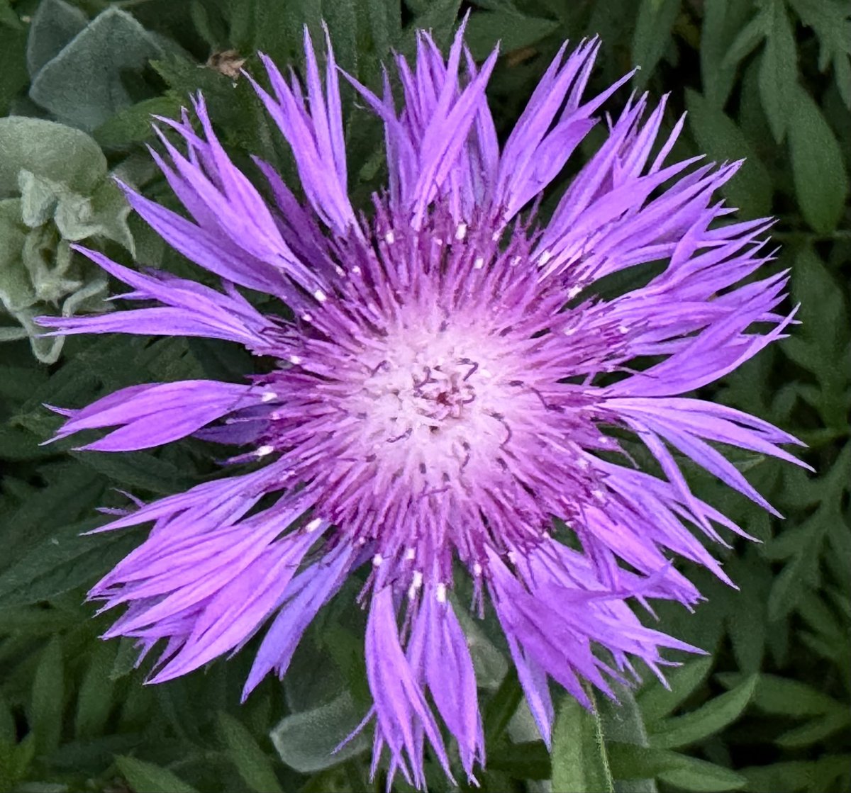 Integrative Healing tweet media