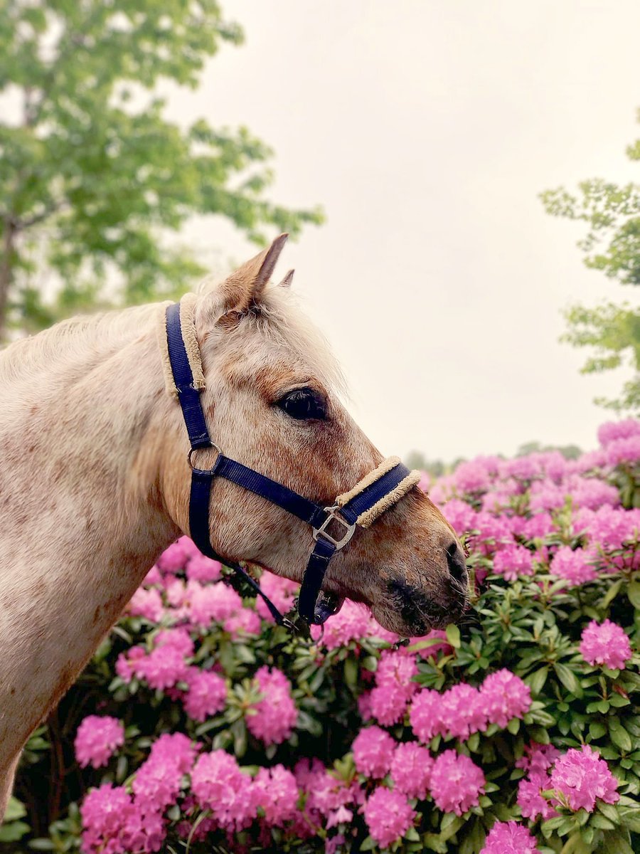 Raevenilonka's tweet photo. Pretty pictures of my pretty ponies https://t.co/LBtdiOEIt6