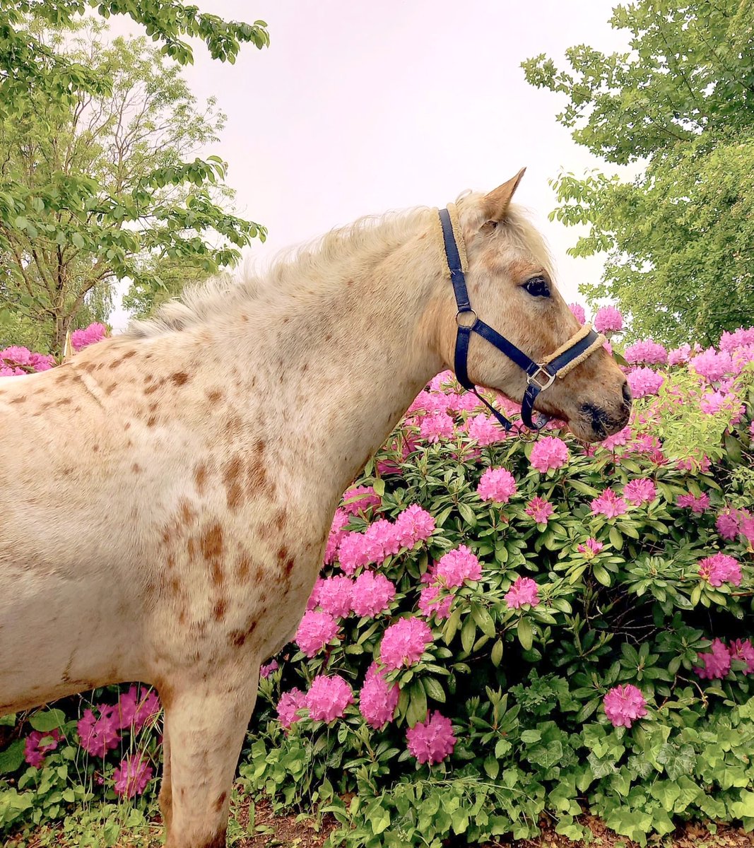 Raevenilonka's tweet photo. Pretty pictures of my pretty ponies https://t.co/LBtdiOEIt6