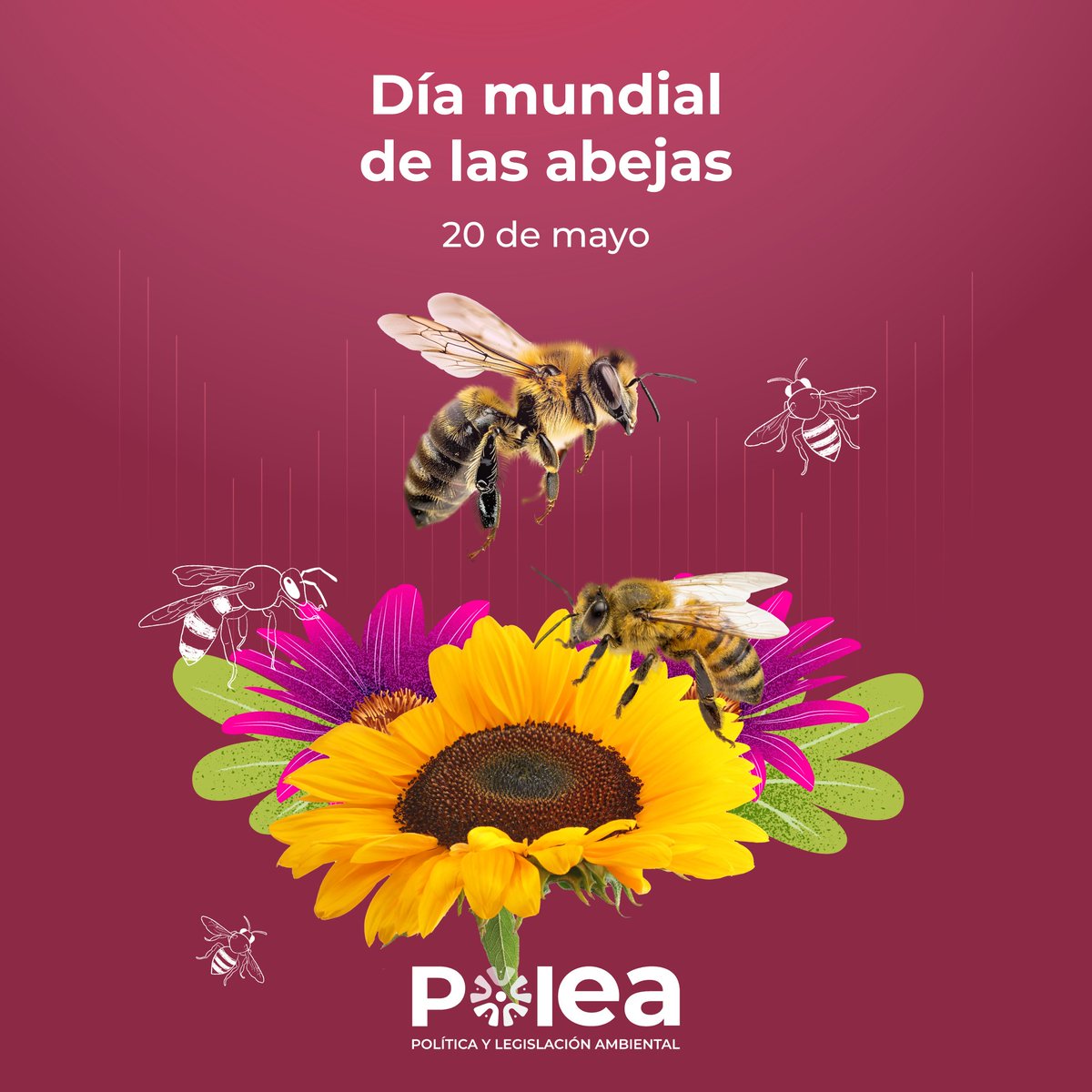 POLEA tweet media