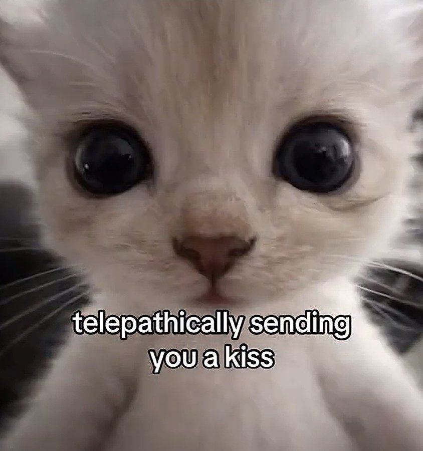 cats 🐈 tweet media