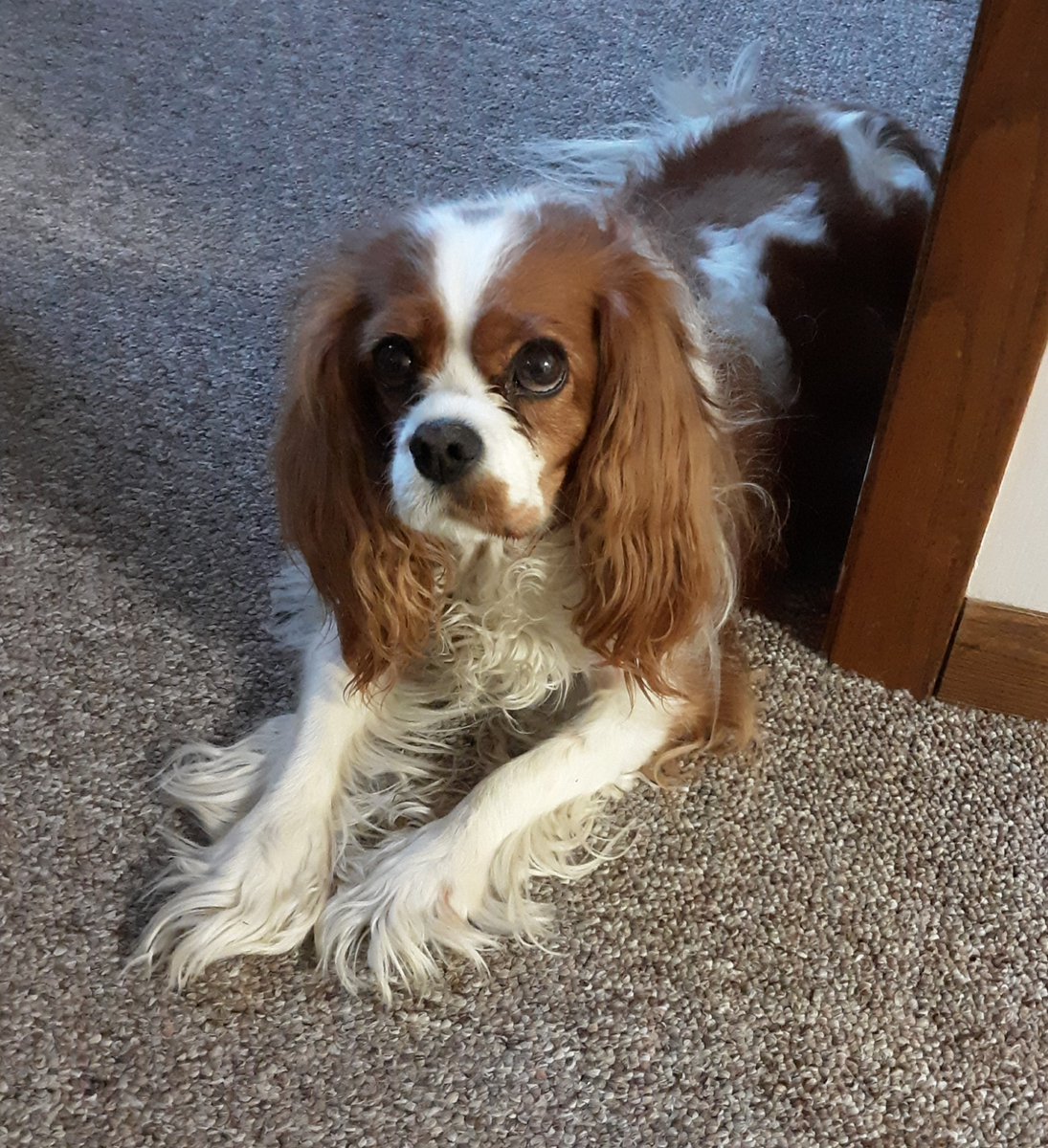 prcrecruit's tweet photo. @Bentleybones1 My Bailey girl was your mirror opposite with her chestnut lip on left side https://t.co/VnNCUDSRBx