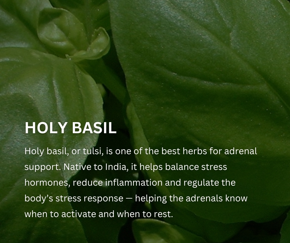wddty's tweet photo. Struggling with stress, trauma or anxiety? Herbalist and holistic nutritionist Luis Mojica reveals his powerful trio of herbs to calm the nervous system and restore balance to mind and body 💆‍♀️💆‍♂️

Read more: https://t.co/KcfytjvUve

 #HerbalHealing #HolisticHealth #StressRelief #AnxietySupport #NaturalWellness #MindBodyBalance #HerbalRemedies #NervousSystem #HolisticNutrition
