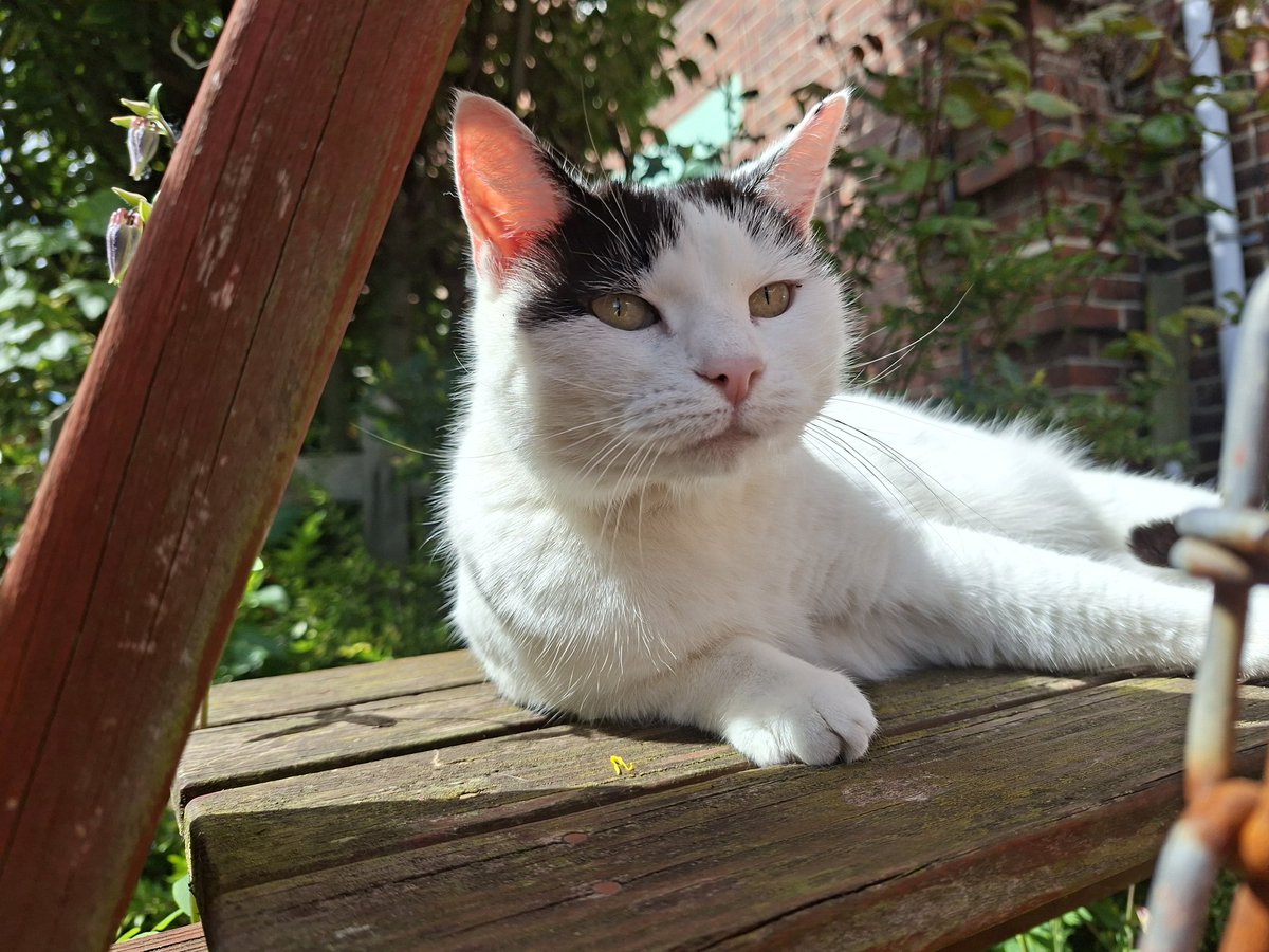 IllusiveEv's tweet photo. #TamTuesday 
#CatsOfTwitter 
#CatsOfX https://t.co/BszZsKtthr