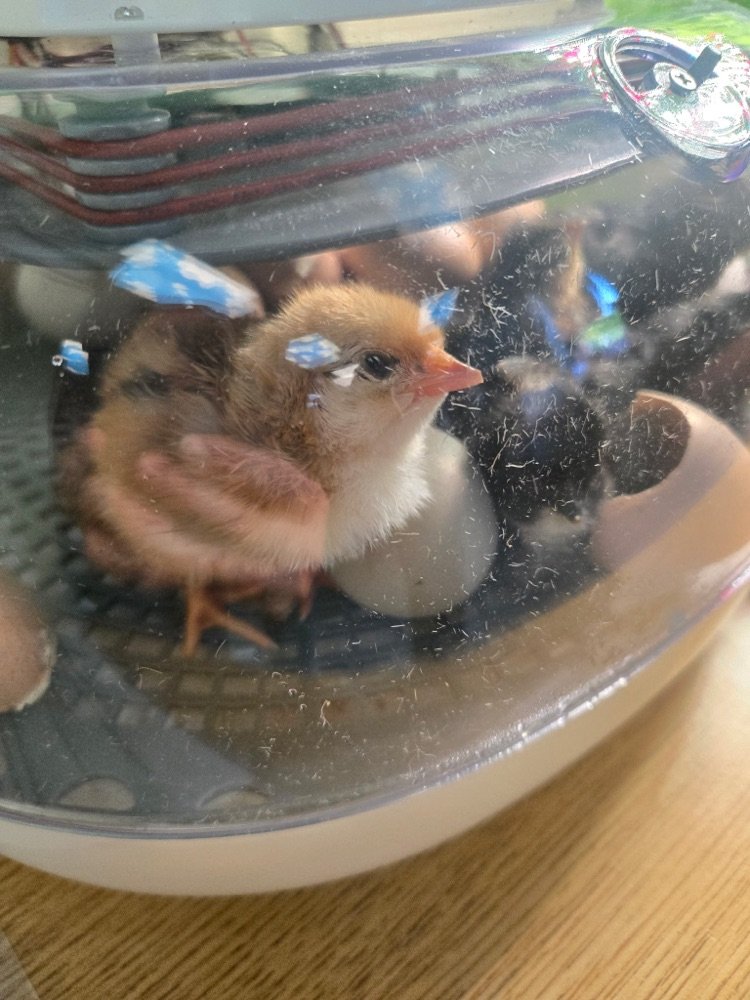 GMSGmen's tweet photo. Egg-citement is hatching in Mrs. Bulson’s and Mrs. Smith’s classrooms! 🐣🥚

A big thank you to Tazewell 4-H for helping make this hands-on learning experience possible! We can’t wait to meet all of our fluffy new classroom friends. 🐥💛 https://t.co/fYyFmgNVTb