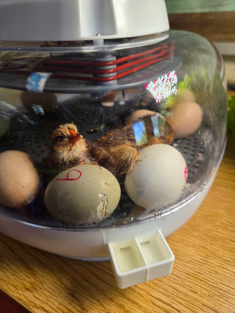 GMSGmen's tweet photo. Egg-citement is hatching in Mrs. Bulson’s and Mrs. Smith’s classrooms! 🐣🥚

A big thank you to Tazewell 4-H for helping make this hands-on learning experience possible! We can’t wait to meet all of our fluffy new classroom friends. 🐥💛 https://t.co/fYyFmgNVTb