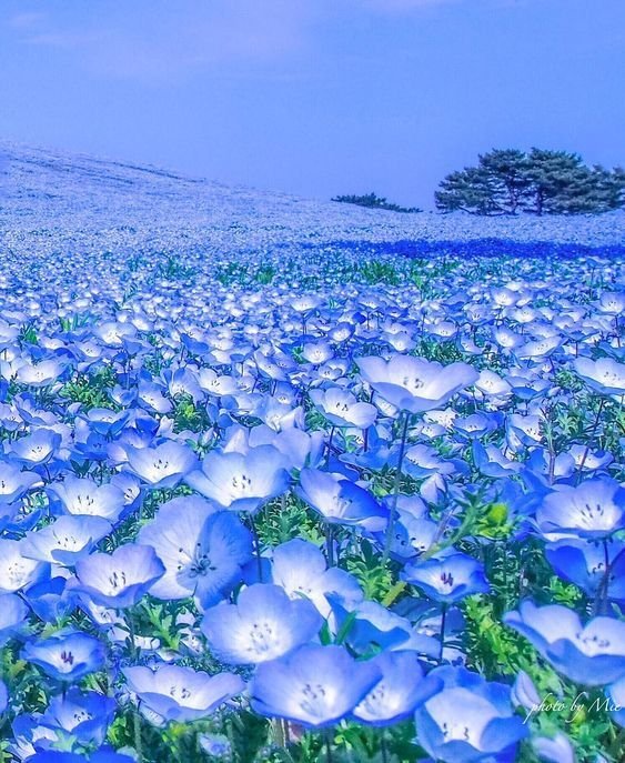 elyradream's tweet photo. the blue hill https://t.co/6ys8yUebrP