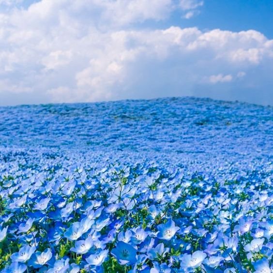 elyradream's tweet photo. the blue hill https://t.co/6ys8yUebrP