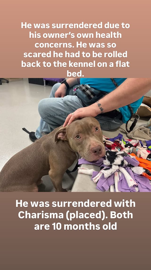 NMBewitched's tweet photo. "Scared animals are not broken. Sometimes, they are just waiting for someone patient enough to help them trust again."
Rocky Road
The clock starts ticking today๐ฅ๐จ
https://t.co/zLwot86BbG
Rescue Only
#FosterMe
His sister, Charisma reserved by Rescue๐
Now, it is his turn
Patients, time, security & love