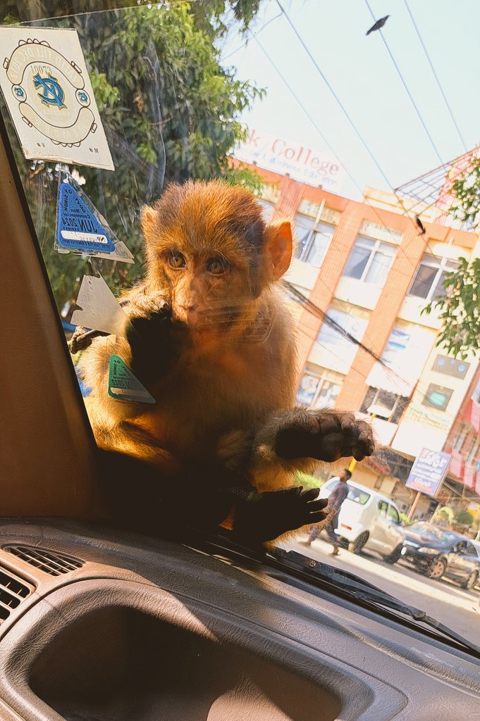 Offfrin's tweet photo. We had a surprise visitor also on the roadside! 🙃 https://t.co/0EhaEJm1dw
