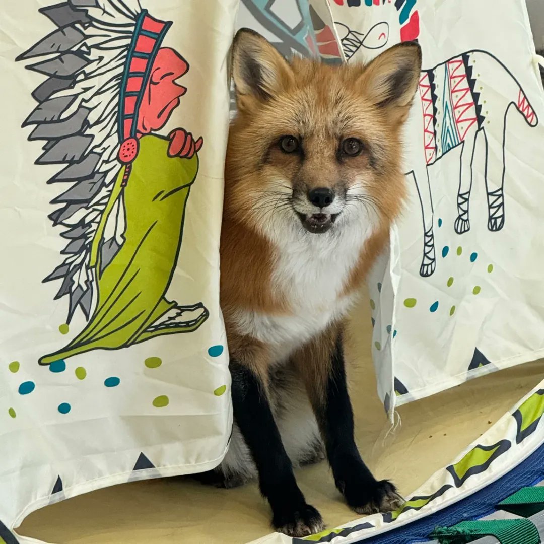 🍁 𝓣𝓱𝓮 𝓕𝓸𝔁 𝓛𝓲𝓯𝓮 🌾🦊 tweet media