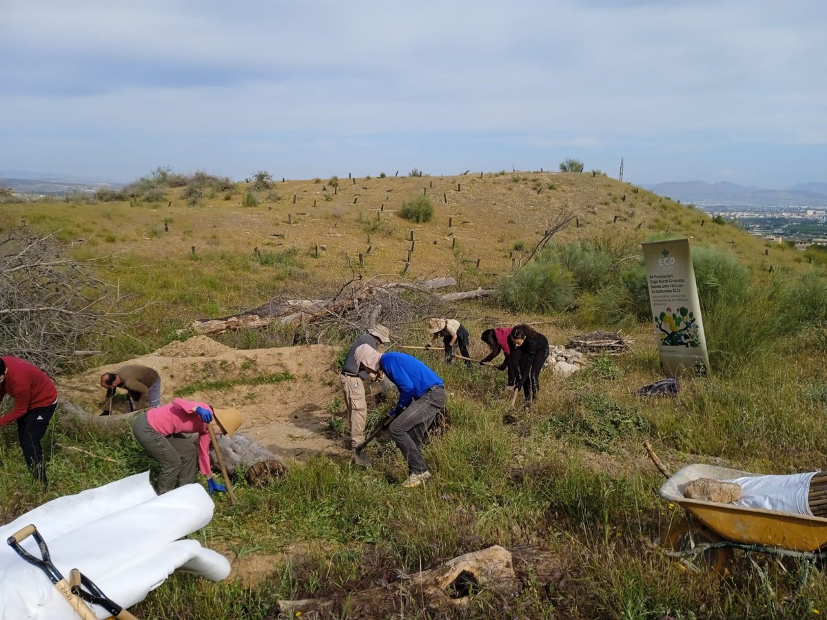 lahuellaverdegr's tweet photo. ECO DÍAS (Fundación Caja Rural y, colaborando, @lahuellaverdegr) en Las Canteras (La Zubia): creando una charca natural (19/05/2026)...

#lahuellaverdegranada #accionmedioambiental #parquelascanteras  #granadaspain
@Cajaruralgr @Ayto_LaZubia @HammamAlAndalus @welovegranada https://t.co/MfWeHjK141