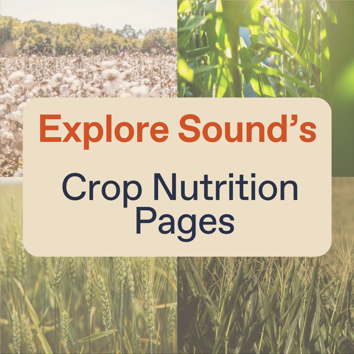 sound_ag's tweet photo. Learn more about SOUCE + BLUEPRINT on crop nutrition:

✔️ Corn: https://t.co/CNvtMtBuMr
✔️ Silage: https://t.co/iQdNnYZuFa
✔️ Soybeans: https://t.co/Rm4Yd6OCKj
✔️Cotton: https://t.co/sTOOAJ974o
✔️ Wheat: https://t.co/iH7ePnHYM9
✔️ Forages: https://t.co/YpjA77TQd0 https://t.co/RY2g4uvym0