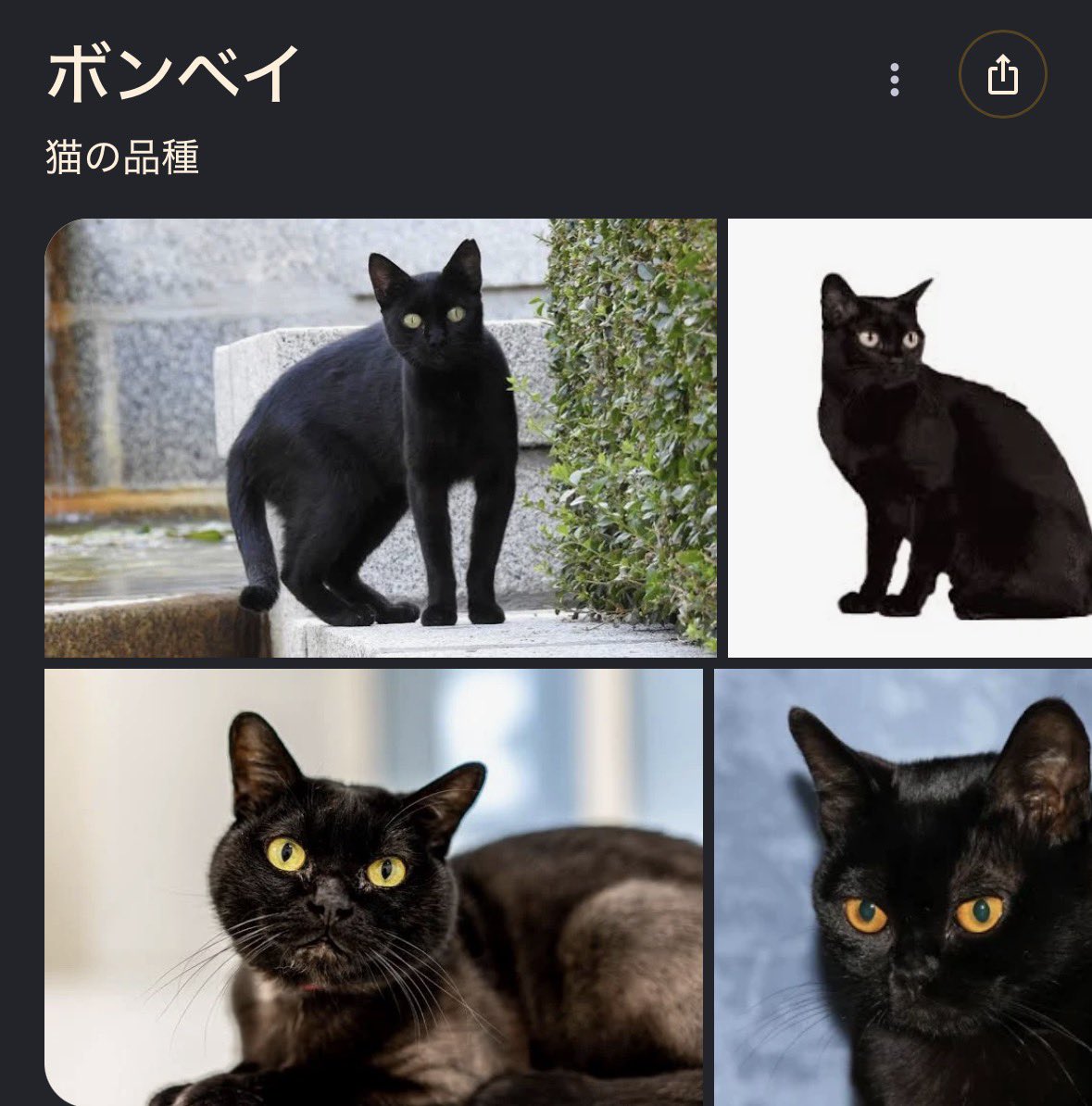 ねむるねこ ねむるねこ (@nobita4989) / Posts / X
