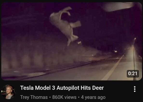 Deer in Places they Shouldn't Be tweet media