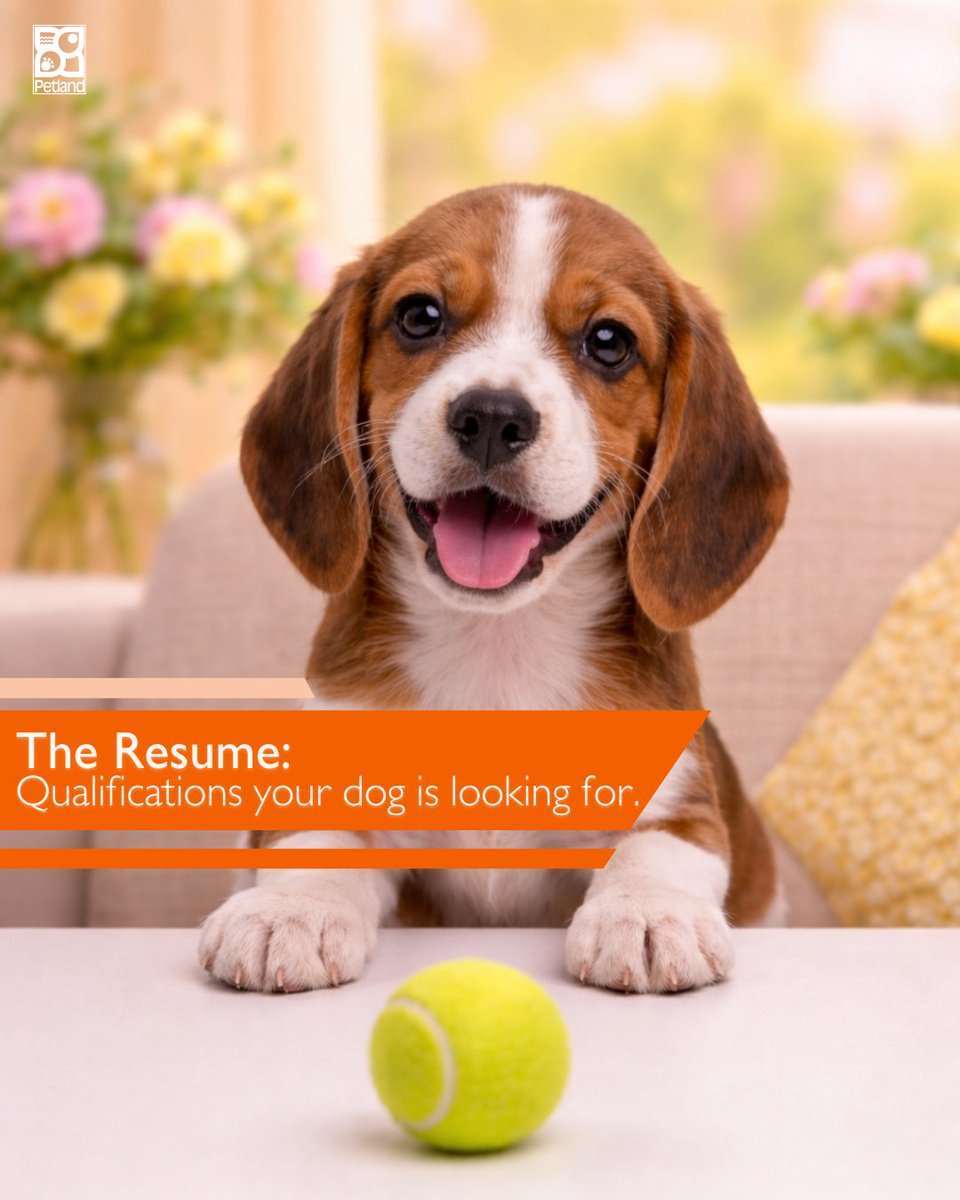 PetlandLC's tweet photo. Your dog is hiring. Are you qualified? 🐶
Find out 👉 https://t.co/Cc9T90ZpRt

#Petland #DogMom https://t.co/w2Wqf4PQn8