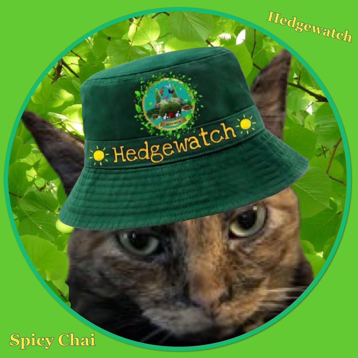 Hedgewatch tweet media