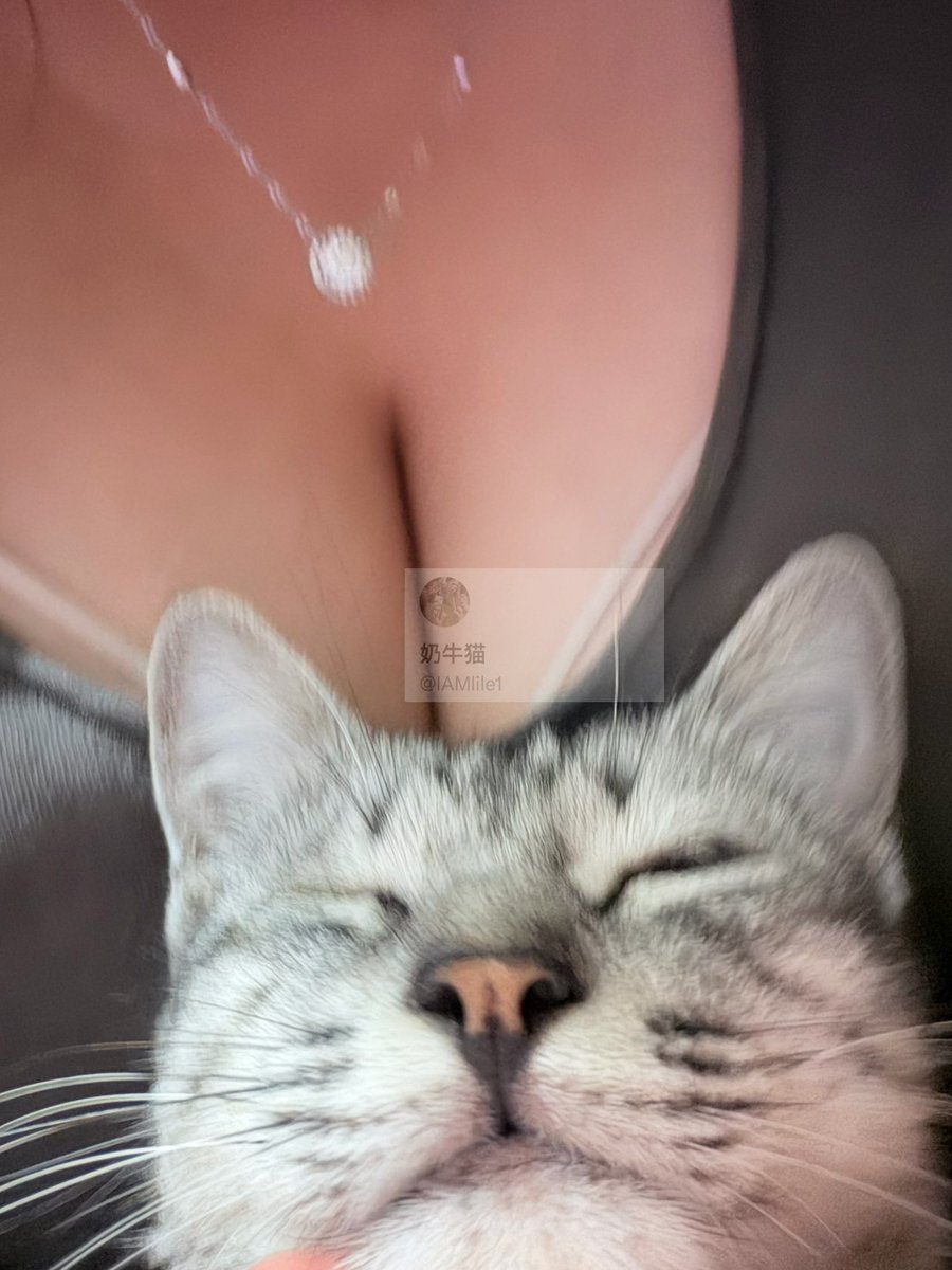 奶牛猫 tweet media