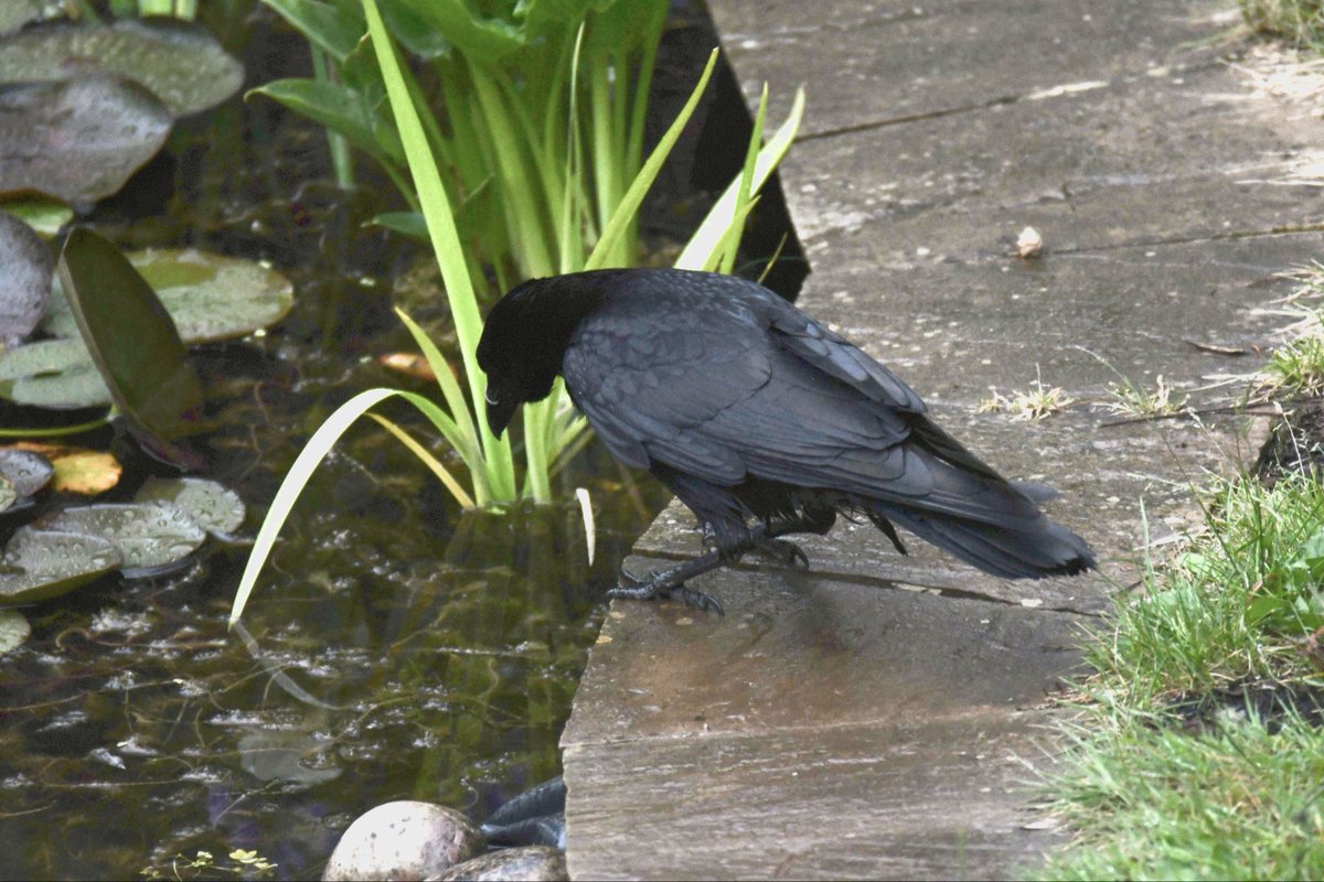 Shazmon62's tweet photo. I didn’t think the ravens would get better today but one just fished a newt from my pond! I’m flabbergasted! I’d just put the camera away so missed it eating the newt. It’s going for seconds here! @bristolbirding https://t.co/elMN4ZeGoJ