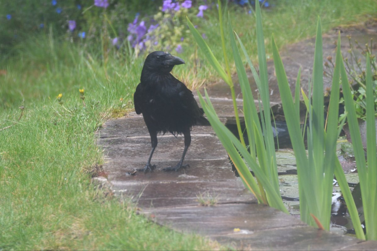 Shazmon62's tweet photo. I didn’t think the ravens would get better today but one just fished a newt from my pond! I’m flabbergasted! I’d just put the camera away so missed it eating the newt. It’s going for seconds here! @bristolbirding https://t.co/elMN4ZeGoJ