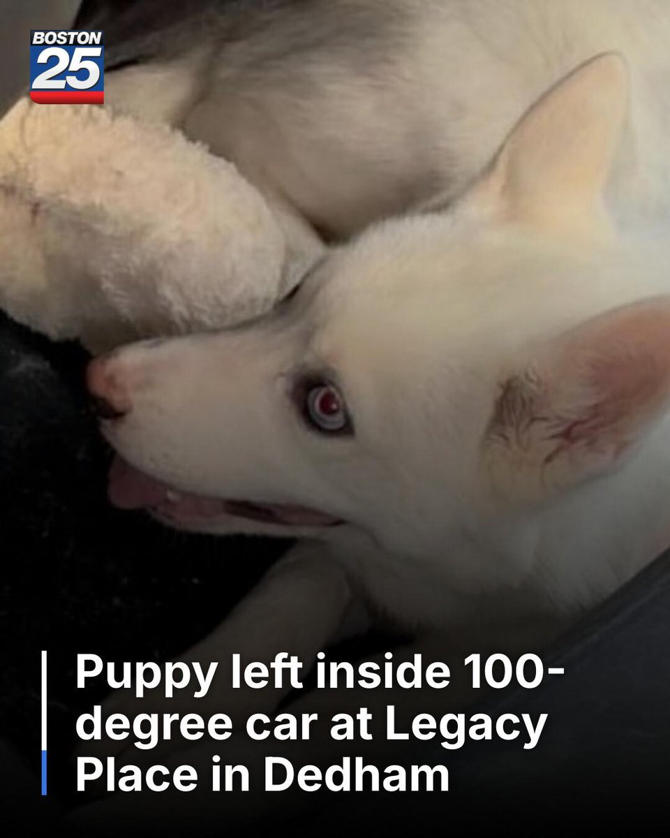 Boston 25 News tweet media