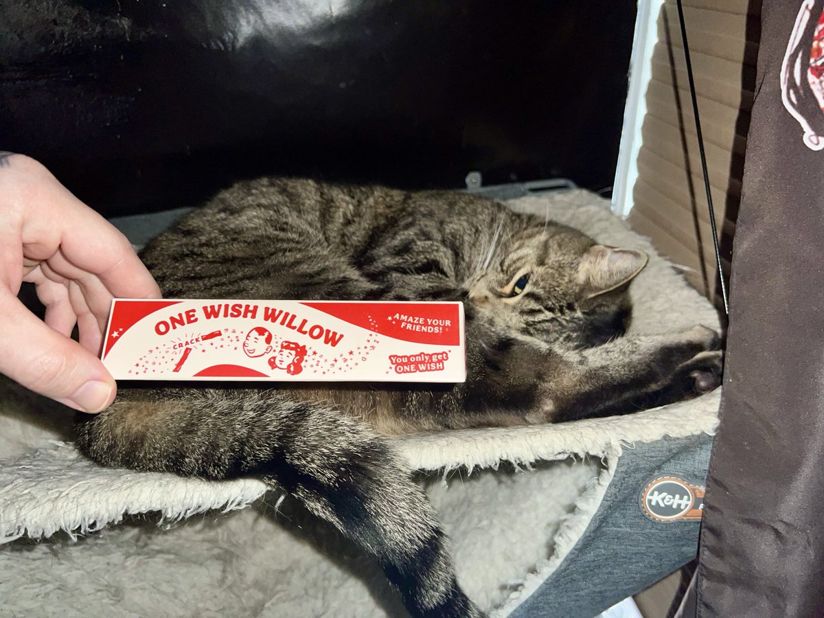 lawrator's tweet photo. Finally got my One Wish Willow but I already have the perfect wish granted Seance 😻
#obsession #onewishwillow #cats https://t.co/c7Ka085KxH