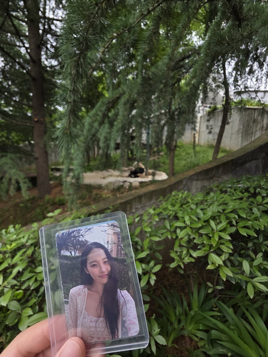 stig852's tweet photo. Visiting pandas with Sunmi. We all know who is cutest. 🤟🏻🤟🏻

Apparently this brown and white panda (third pic) is the only one in captivity in the world. https://t.co/Ok3IoR4mEa