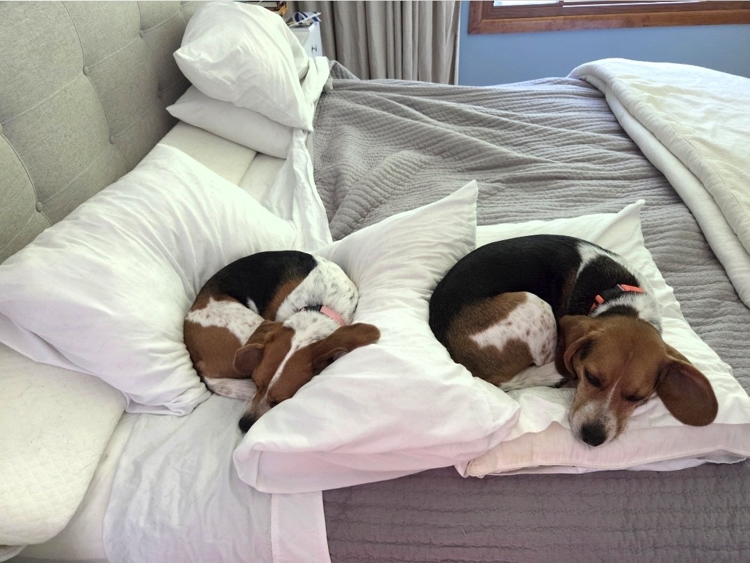 AdamMossoff's tweet photo. @danstewart13 @BeagleGinger @beaglefacts @LilyandMolly1 @TanyaMorris127 You just need to get a bigger bed. 😀 🐕 🐾 ❤️ https://t.co/4RjZzE8SwR
