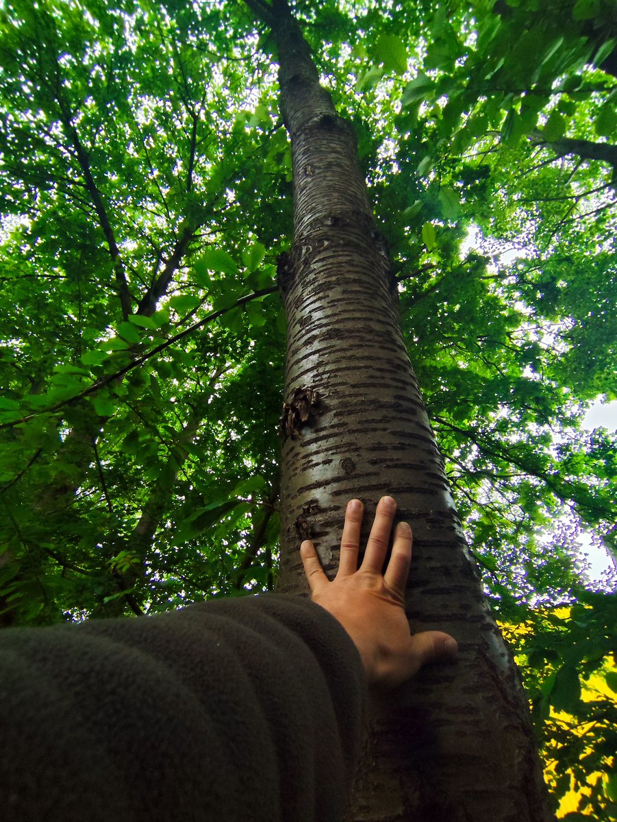 rollgruen's tweet photo. Yes also today Touch Trees Birchesππ±π
On Saturday will be a mega space from treegens.
#touchtree #natur https://t.co/GPypIOFEfe