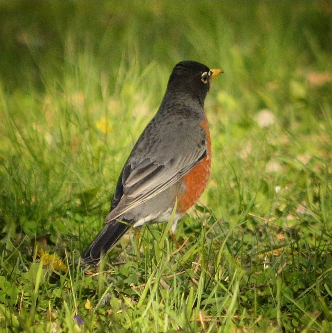 Bens_pics's tweet photo. American Robin. Gaylord, MN
#Minnesota #birding https://t.co/ulalk04NQH