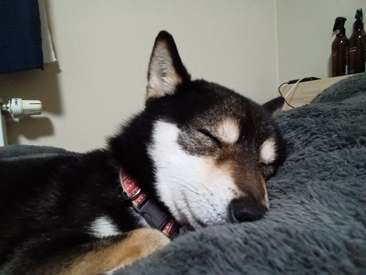 柴犬が好きすぎる＊シバ田 (@shiba_sukisugi) / Posts / X