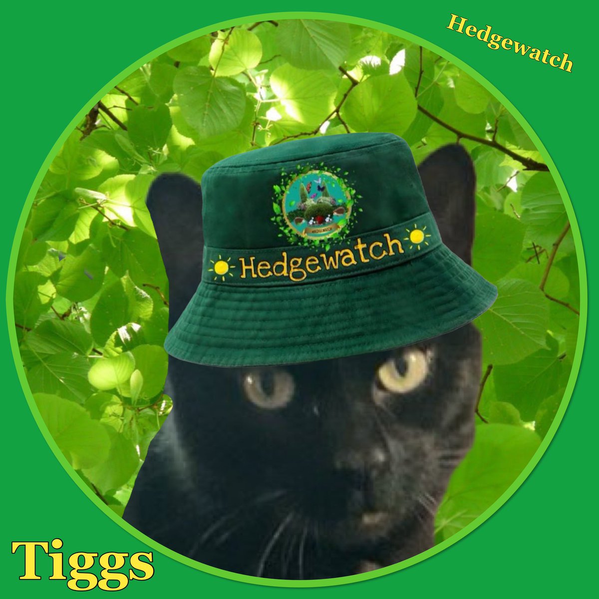 Hedgewatch tweet media