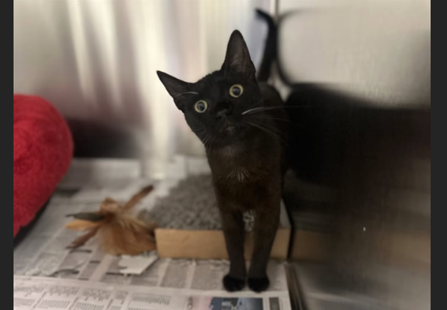 HollywoodDogs's tweet photo. Luna, an 8-month-old black cat with "such a sweet spirit," is at a full shelter in #Dallas, #TX and is in IMMEDIATE need of adoption, foster or rescue due to ongoing diarrhea that has not responded to treatment so far https://t.co/YZiunRGnsk #URGENT #blackcat #AdoptableCatofDay https://t.co/hWUzARfHDf