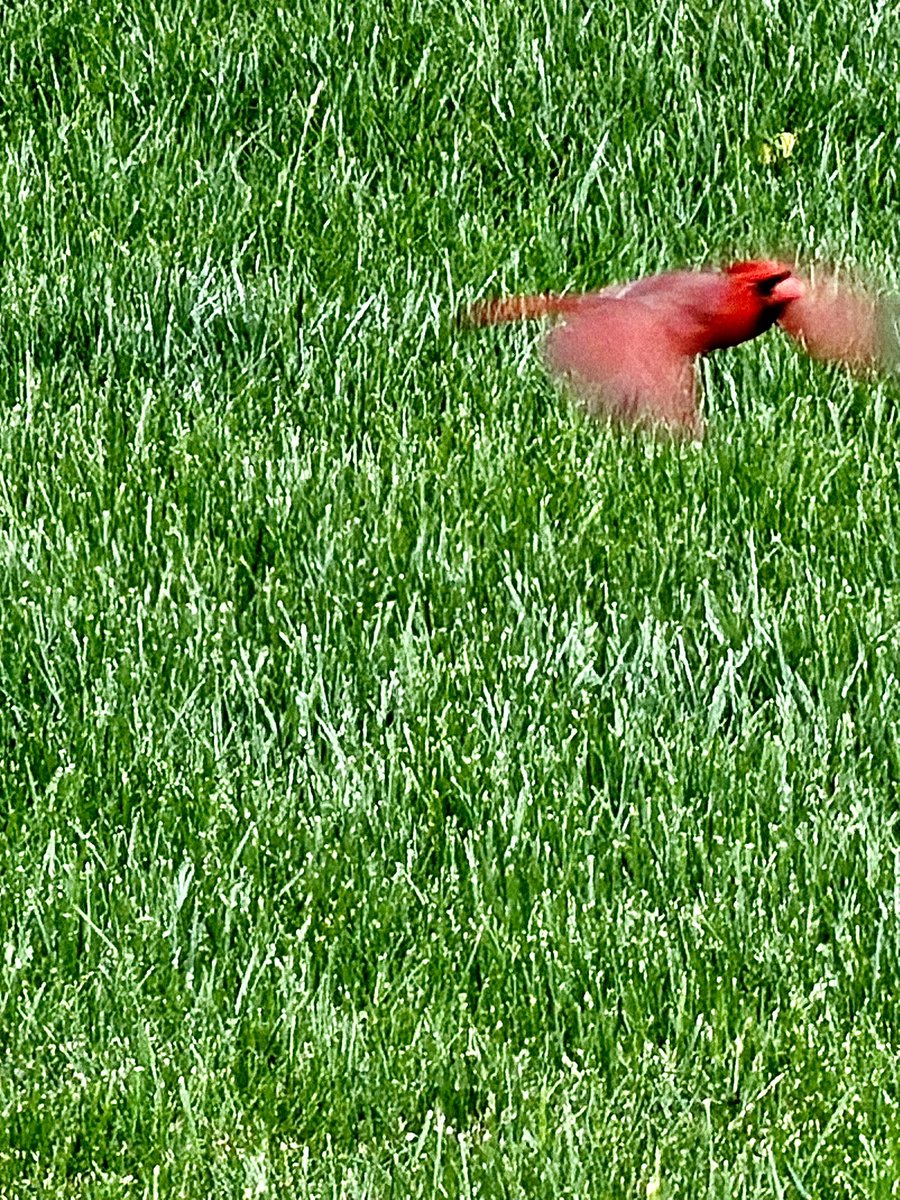 IronJasonM's tweet photo. My beautiful cardinal https://t.co/diCqzJ3Sck