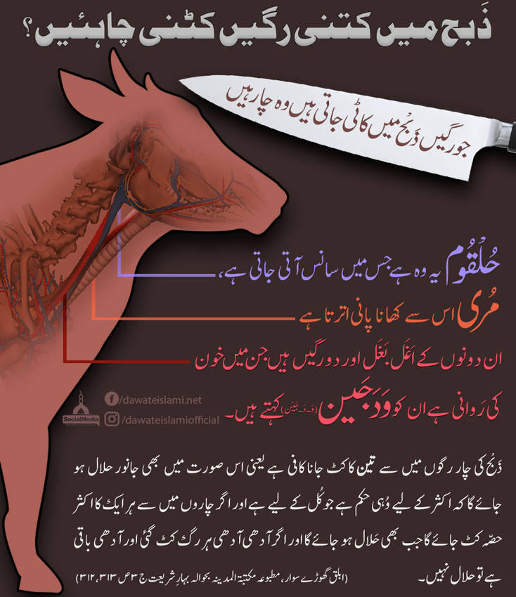 🌹Kaneeze Zahra🌹 tweet media